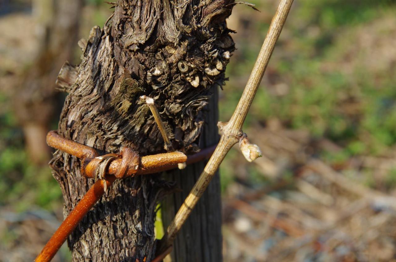 Weingut Weich Ξενοδοχείο Riol Εξωτερικό φωτογραφία